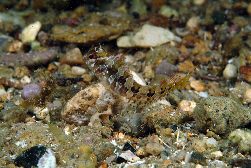 Piccolo blennide (Parablennius gattorugine)
